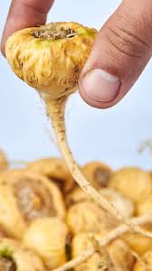 Maca Vegetable Seeds for Easy Planting
