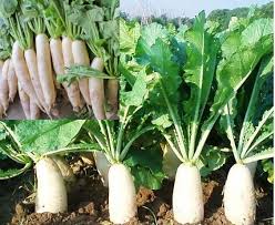 Radish Vegetable Seeds for Easy Planting for Planting, Premium Vegetable Seeds | Heirloom Non-GMO