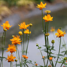 Trollius Flower Seeds Ideal for Planting Heirloom Non-GMO Seeds