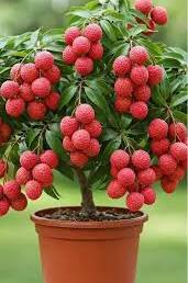 Orange Litchi Fruit Seeds for Planting - Grow Your Own Litchi Trees