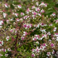 Pink White Lateriflorus Flower Seed for Plantings for Planting for Beautiful Garden Planting Heirloom Non-GMO Seeds