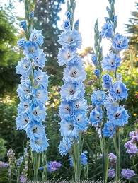 Blue White Gladiolus Flower Seeds for Planting Seasonal Bloomer Heirloom & GMO Free Seeds for Home Garden
 
 Sale