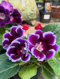 Violet Purple Gloxinia Flower Seeds for Planting Easy to Grow Heirloom & GMO Free Seeds for Home Garden
 
 Sale
