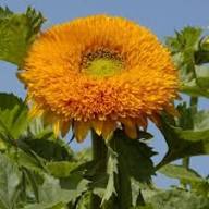 Yellow Teddy Sunflower Seeds - Easy Garden Planting