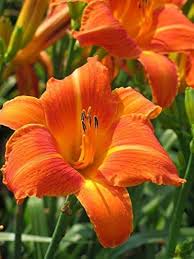 Hemerocallis Orange Seeds  Easy Planting for Stunning Blooms