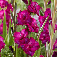 Red Purple Gladiolus Flower Seeds for Planting Drought Tolerant Heirloom & GMO Free Seeds for Home Garden
 
 Sale