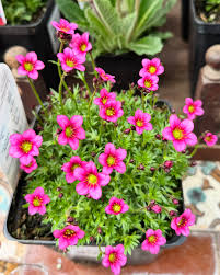Saxifrage Rose Flower Seeds for Planting - Vibrant Garden Blooms