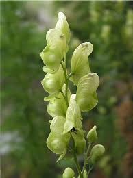 Light Green Aconitum Anthora Seeds for Easy Planting