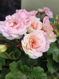 Pale Pink Geranium Flower Seeds for Planting Perfect for Borders Heirloom & GMO Free Seeds for Home Garden
 
 Sale