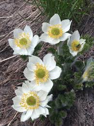 White Pasque Flower for Planting  Seeds for Elegant White Blossoms and Lush Garden Growth
