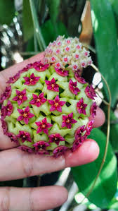 Green Purple Hoya Carnosa Flower Seeds for Planting Low Maintenance Heirloom & GMO Free Seeds for Home Garden
 
 Sale