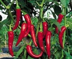 Kalocsa Red Vegetable Seeds for Planting