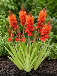 Watsonia Pillansii Bugle Lily Seeds for Planting - Premium Perennial Flower Seeds for Your Garden