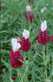 Red Lavender Flower seeds for Planting - Bright Blooms, Heirloom & GMO Free Seeds for Home Garden
