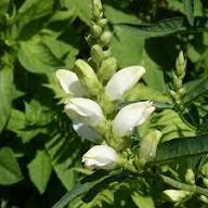 White Turtlehead Flower Seeds for Long-Lasting Hardy Planting  Seed for Lovely Outdoor Displays