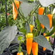 Orange Chili Vegetable Seeds for Planting