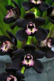 Samen Orchidee Flower Seeds for Planting