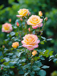 Pink Yellow Rose Flower Seeds for Planting - Vibrant Garden Roses, Spring & Fall Planting