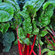 Red Swiss Chard Seeds for Planting - Nutrient-Rich Vegetable