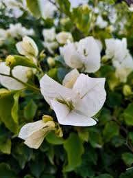 White Bougainvillea Kousa Flower Seeds for Planting | Elegant Flowering Seeds for Beautiful Gardens Heirloom Non-GMO See