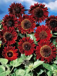 Burgundy Sunflower Seeds  Perfect for Planting