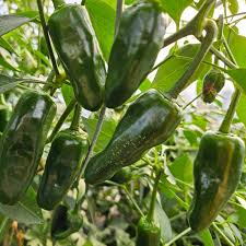 Green Poblano Vegetable Seeds for Planting