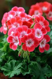 White Maroon Red Geranium Flower Seeds for Planting Perfect for Borders Heirloom & GMO Free Seeds for Home Garden
 
 Sale