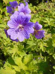 Violet Climbing Geranium Seeds for Planting  Enhance Your Garden