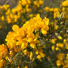 Gorse Ulex Europaeus Flower Seeds for Planting  Hardy Perennial Seeds for Vibrant Yellow Blooms