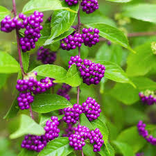 Violet Callicarpa Bodinieri Seeds for Planting  Stunning Fruit-Bearing Plants