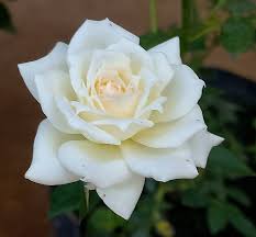Rarest White Knight Rose Flower Seeds for Planting Premium Quality Ideal for Your Garden Heirloom & GMO Free Seeds for Home Garden 
 
 Sale