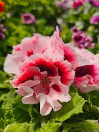 White Univalve Geranium Flower Seeds for Your Garden  Seed for Gorgeous and Lush Growth
