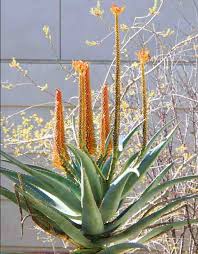 Aloe Africana Aloe africana Seeds for Planting in Herb Garden & Landscape