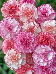 Red White Carnation Flower Seeds Planting