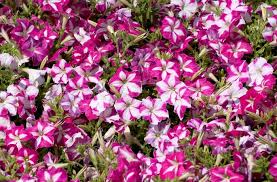 Petunia Carpet Rose Star Seeds for Spreading Rose-Star Petunias
