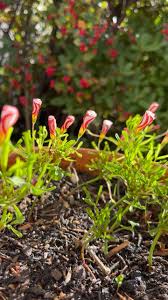 Candy Cane Sorrel Seeds for Planting  Vibrant, Easy-to-Grow Perennial Garden Plant