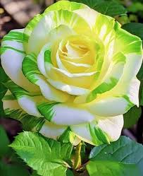 Yellow Green Rose Flower Seeds for Planting Heirloom NonGMO Easy to Grow Garden Blooms 
 
 Sale