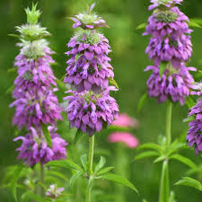 Violet Citriodora Flower Seeds  Easy Planting