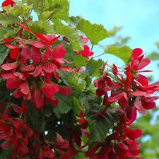 Tatarian Maple Tree Planting - Seeds for Vibrant Growth and Stunning Fall Colors