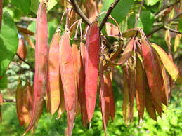 Brown Judas Tree Planting Seeds