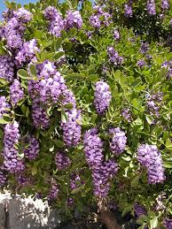 Mescal Bean Seeds for Planting - Texas Mountain Laurel