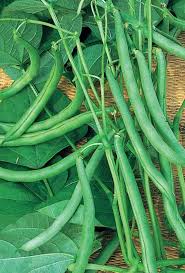 Blue Lake Pole Bean Seeds for Planting
