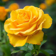 Tyrant Gold Rose Flower Planting Seeds for Vibrant Blooms - Premium Quality Seeds