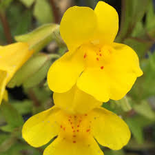 Yellow Mimulus Guttatus Flower Seeds for Planting