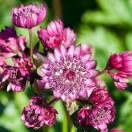 Masterwort Flower seeds for Planting - Garden Favorite, Heirloom & GMO Free Seeds for Home Garden