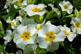 White Primrose Flower Seeds for Planting