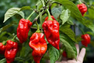Scorpion Vegetable Seeds for Planting
