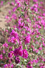 Purple Elegant Clarkia Seeds for Planting  Vibrant Annual Flower Blooms