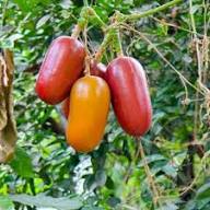 Cassabanana Vegetable Seeds for Gardening