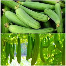 Sponge Gourd Vegetable Seeds for Easy Planting